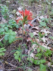 Castilleja pruinosa