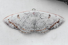 Argyrotome prospectata