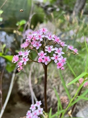 Darmera peltata
