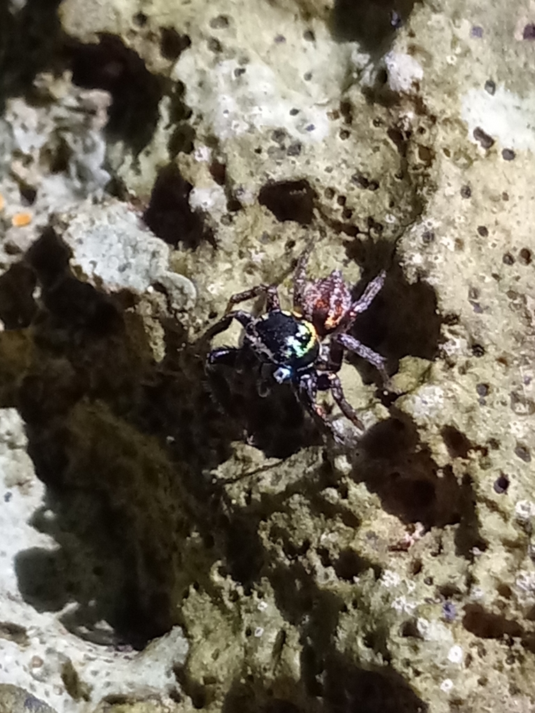 Brocca's Jumping Spider