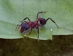 Mycetomoellerius jamaicensis