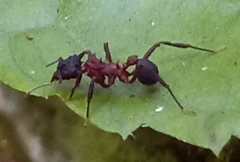 Mycetomoellerius jamaicensis