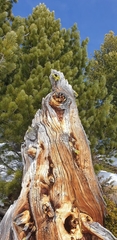 Pinus cembra