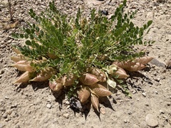 Astragalus megacarpus