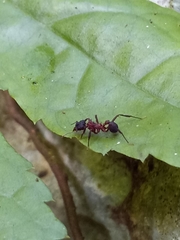 Mycetomoellerius jamaicensis