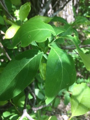 Lonicera hirsuta