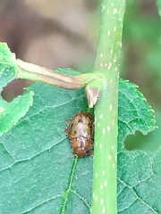 Goniomena