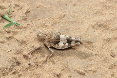 Oedipoda miniata