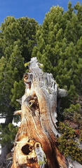 Pinus cembra