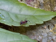 Mycetomoellerius jamaicensis