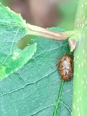 Goniomena