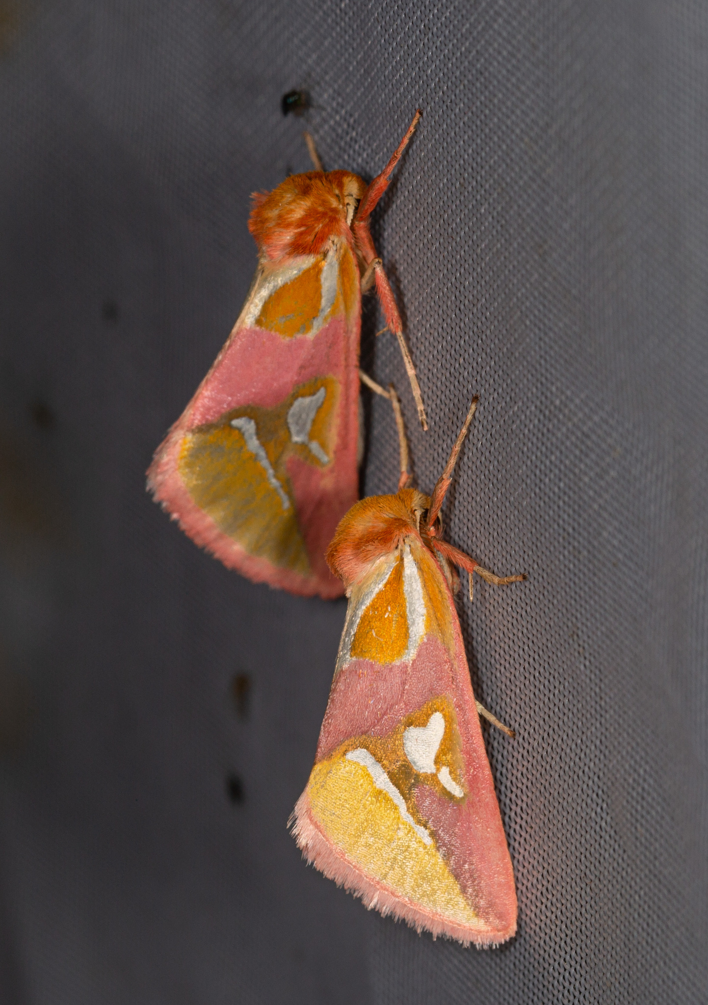 Cimeliidae