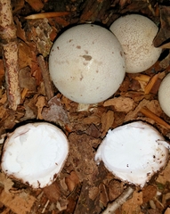 Radiigera cinnamomea