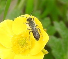 Chelostoma florisomne
