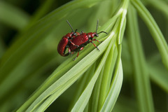 Lilioceris merdigera