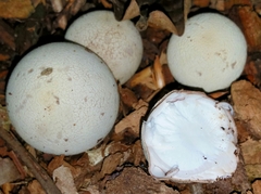 Radiigera cinnamomea