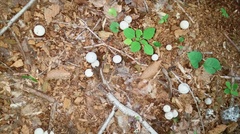 Radiigera cinnamomea