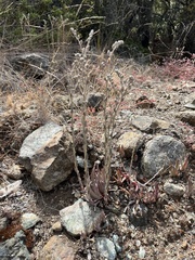 Dudleya abramsii