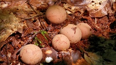 Radiigera cinnamomea