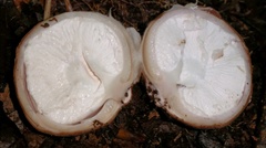 Radiigera cinnamomea