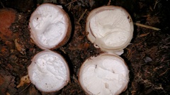 Radiigera cinnamomea