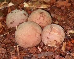 Radiigera cinnamomea