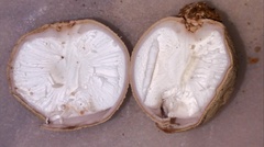 Radiigera cinnamomea