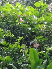 Brugmansia suaveolens