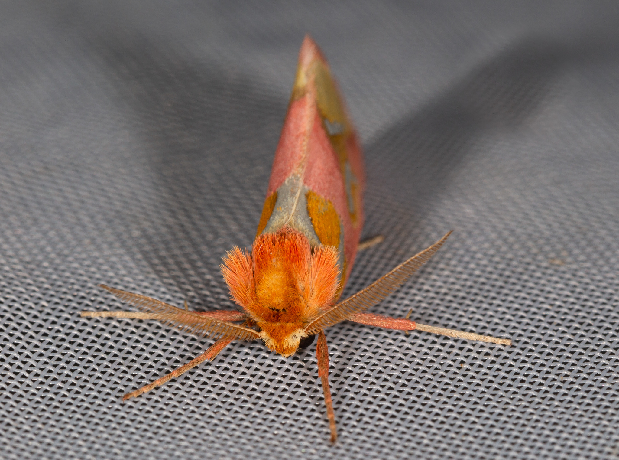 Cimeliidae