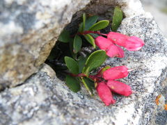 Brachysiphon rupestris