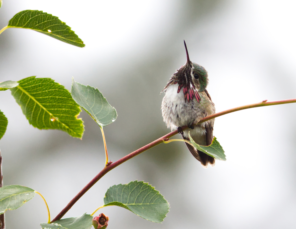 Calliope Hummingbird from Southeast Kelowna, Kelowna, BC, Canada on June 4, 2022 at 0354 PM by