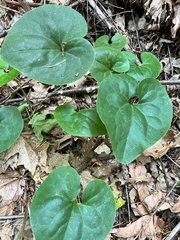 Asarum hartwegii
