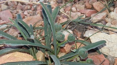 Euphorbia silenifolia