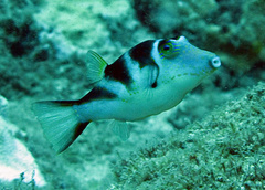 Canthigaster coronata