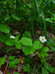 Fragaria vesca