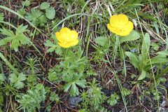 Ranunculus montanus