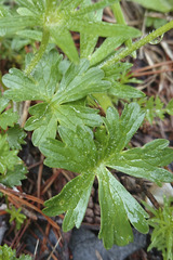 Ranunculus montanus