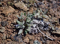 Eriogonum compositum compositum