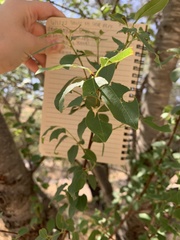 Prunus serotina virens