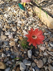 Rebutia