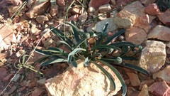 Euphorbia silenifolia