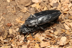Chalcophora detrita