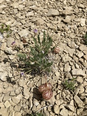 Astragalus jejunus jejunus