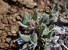 Eriogonum compositum compositum