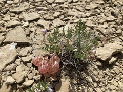 Astragalus jejunus jejunus