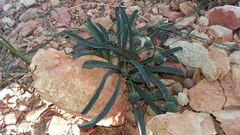 Euphorbia silenifolia