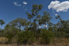 Acacia tropica