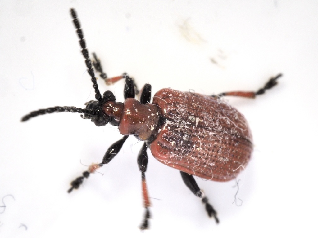 Lilioceris tibialis