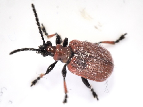 Lilioceris tibialis