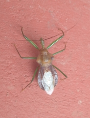 Ploeogaster